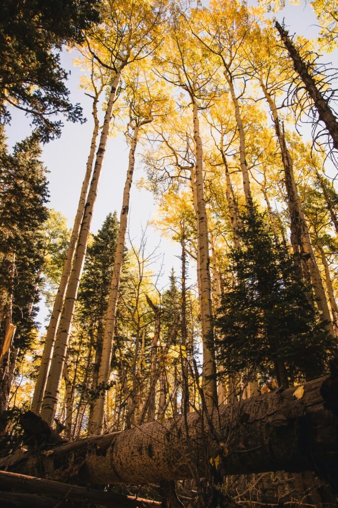 Family camping in Flagstaff, AZ